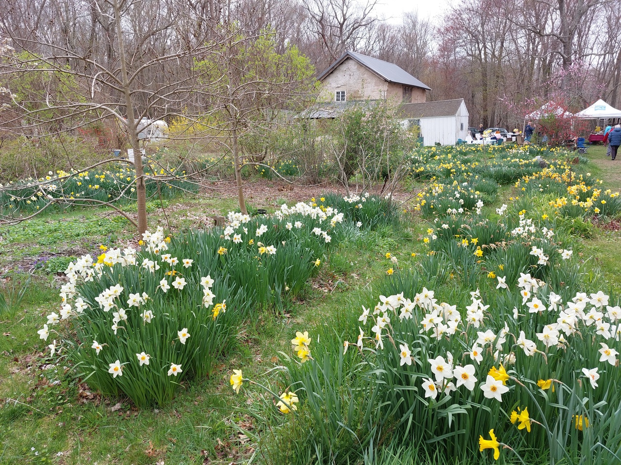 2024-DB-Daffodils-7.jpg