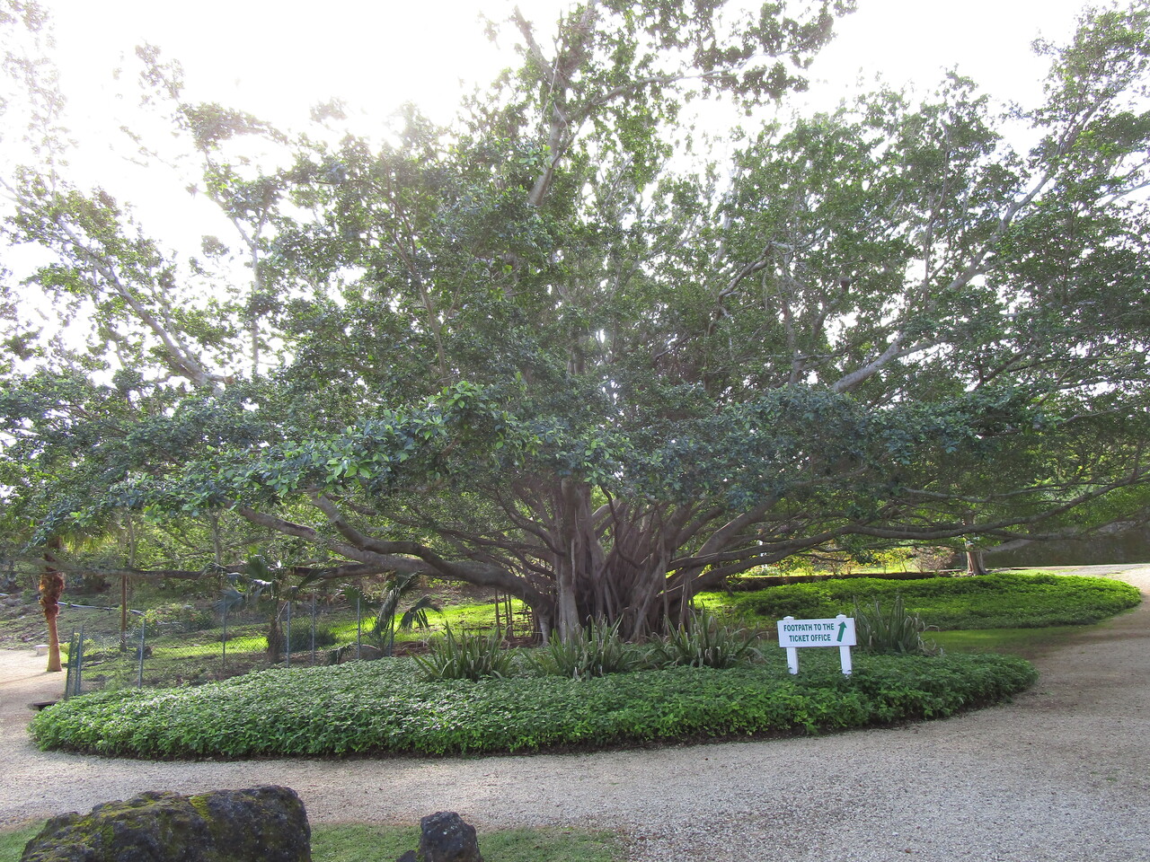 Bermuda---2-Banyan-Tree.JPG