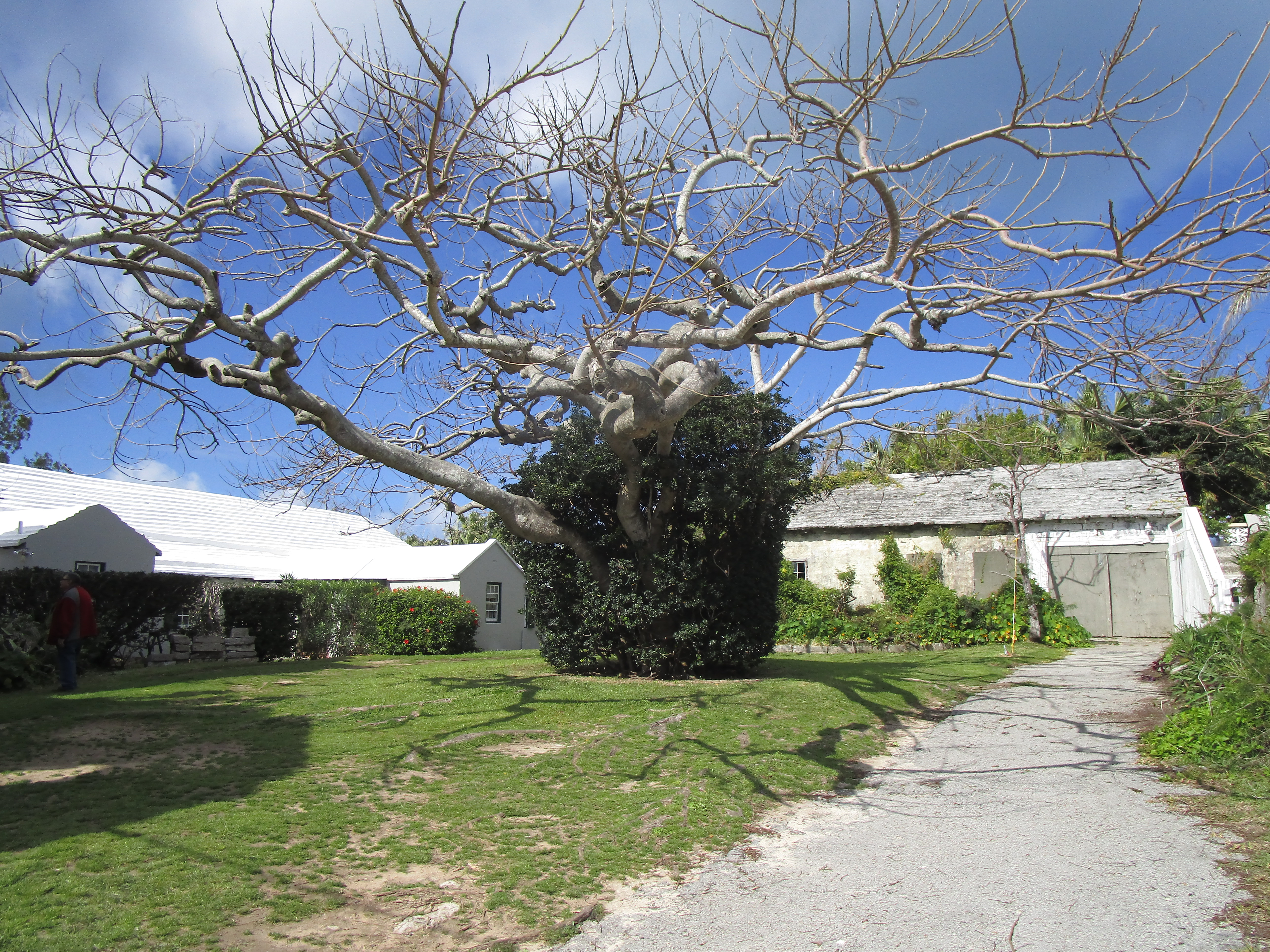 Bermuda---24-Tree-behind-Unfinished-Church.JPG