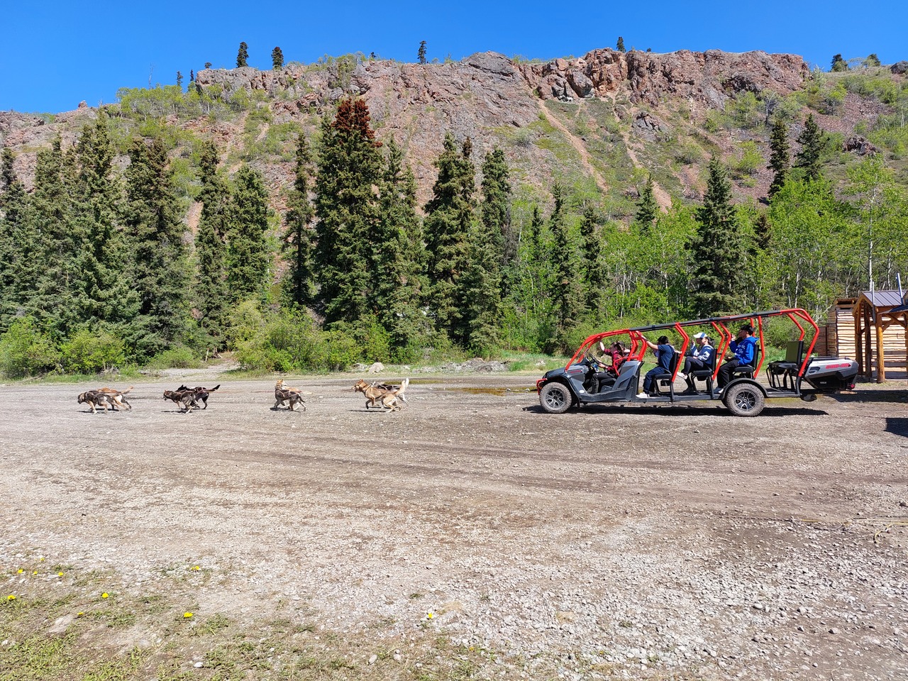 Caribou-Crossing-5-sled-dogs.jpg