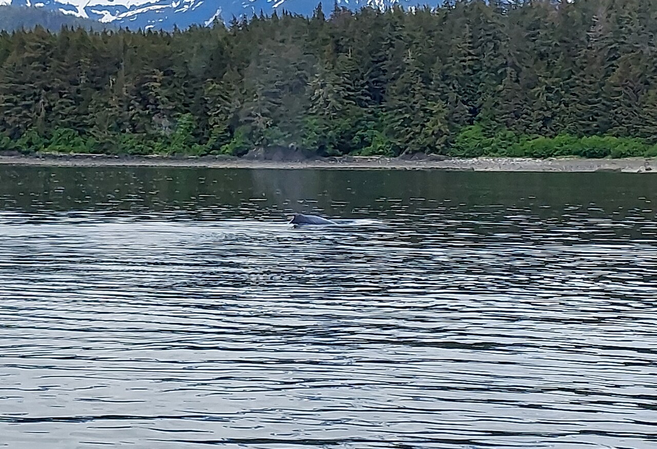 Juneau-26-Whale-watch---arch-cropped.jpg