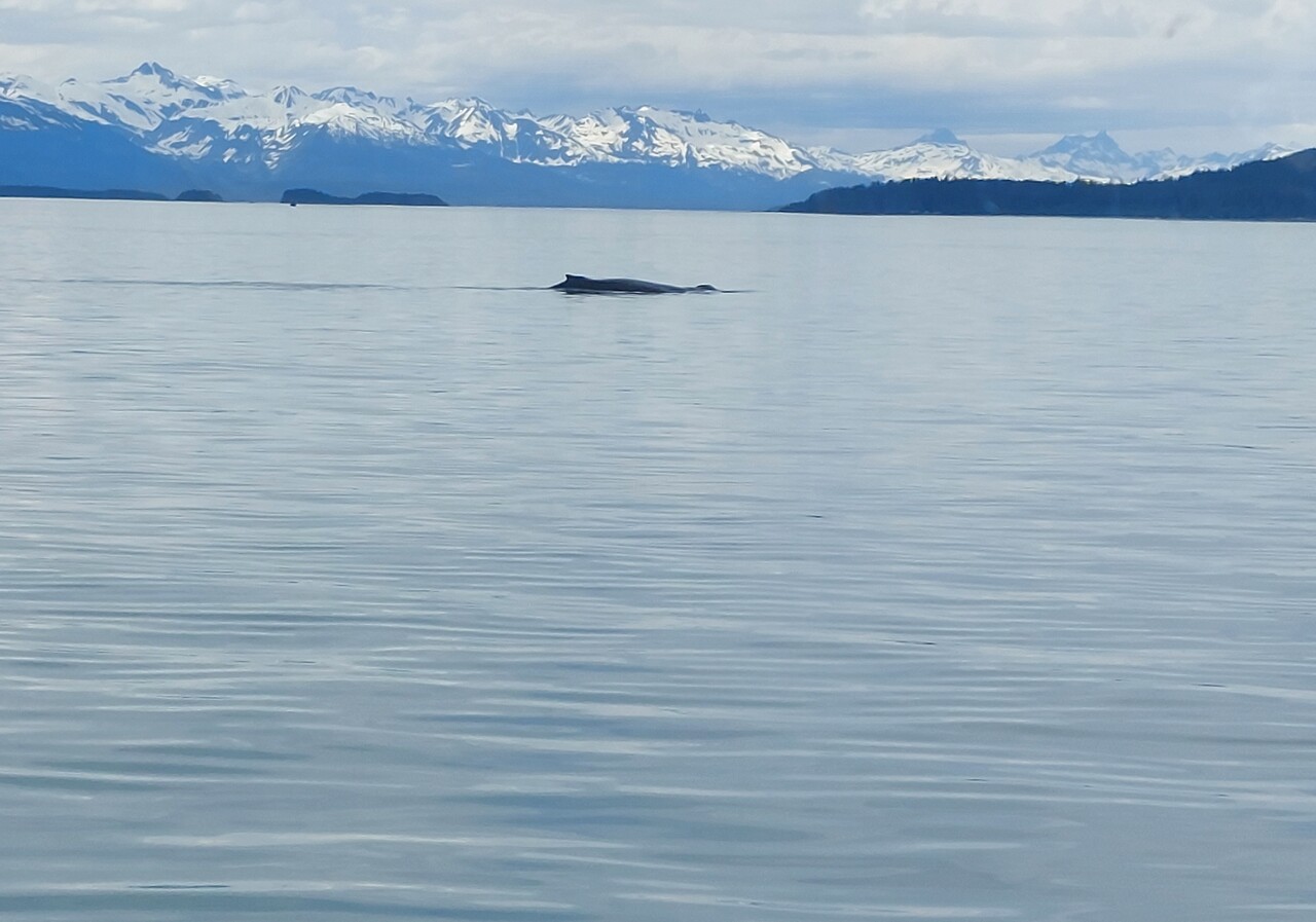 Juneau-49-Whale-watch--back.jpg