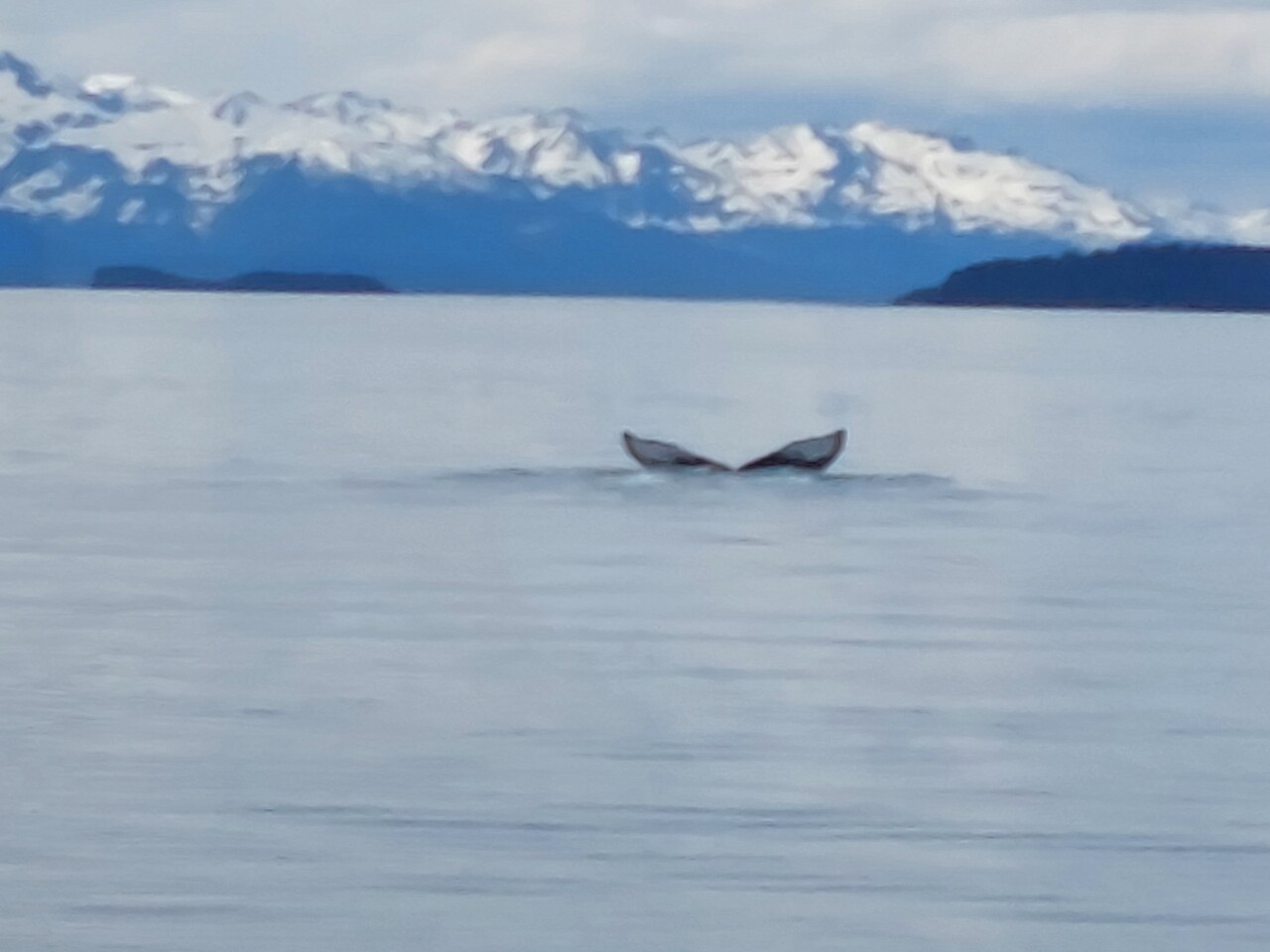 Juneau-54-Whale-watch---tail.jpg