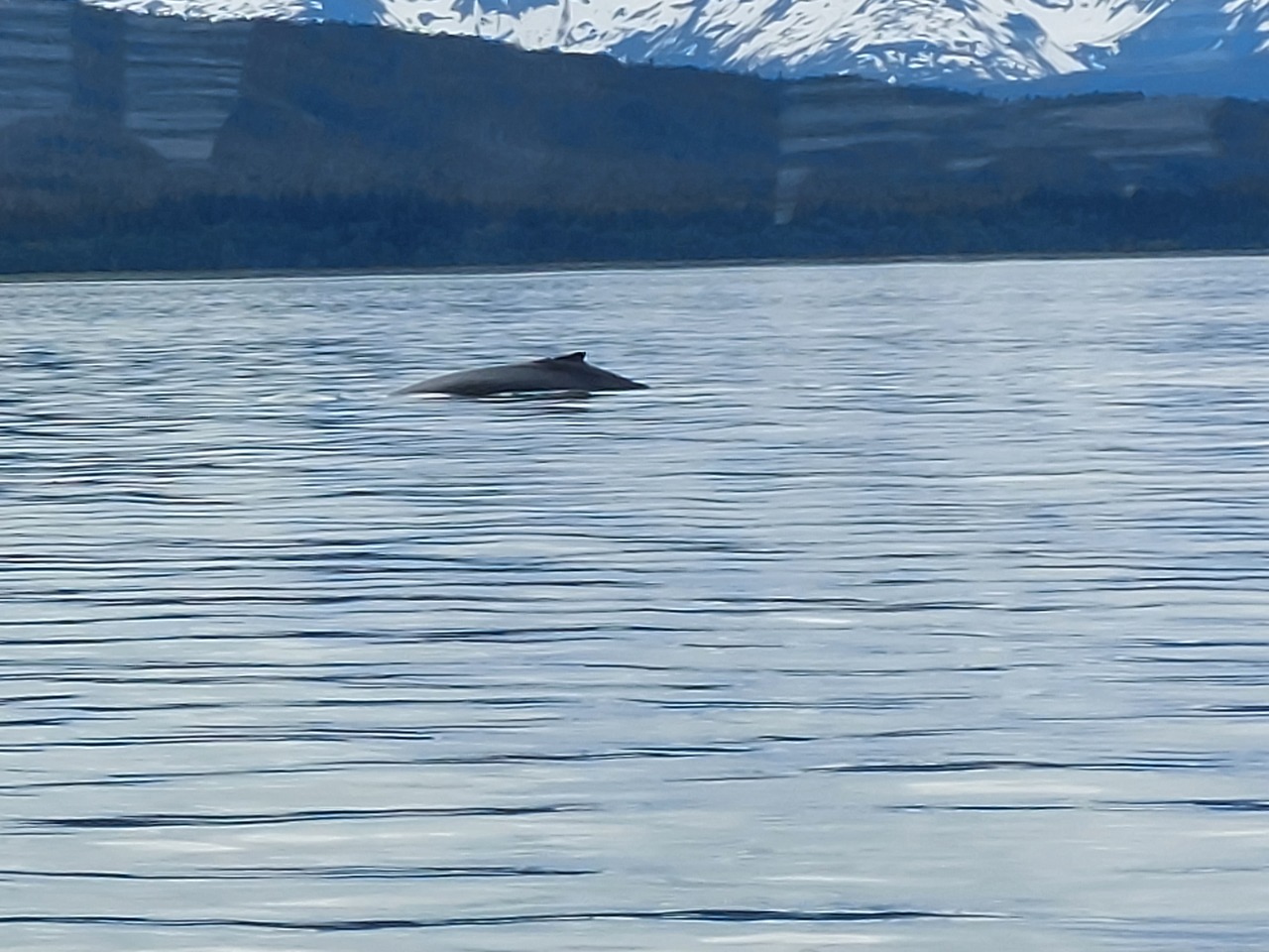 Juneau-55-Whale-watch---back.jpg