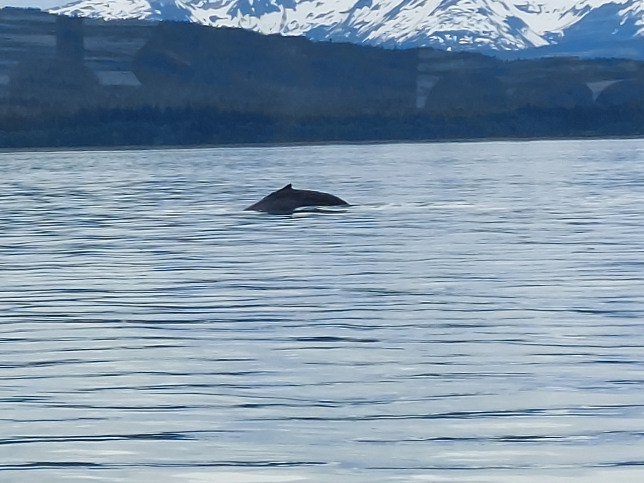 Juneau-56-Whale-watch---arch.jpg