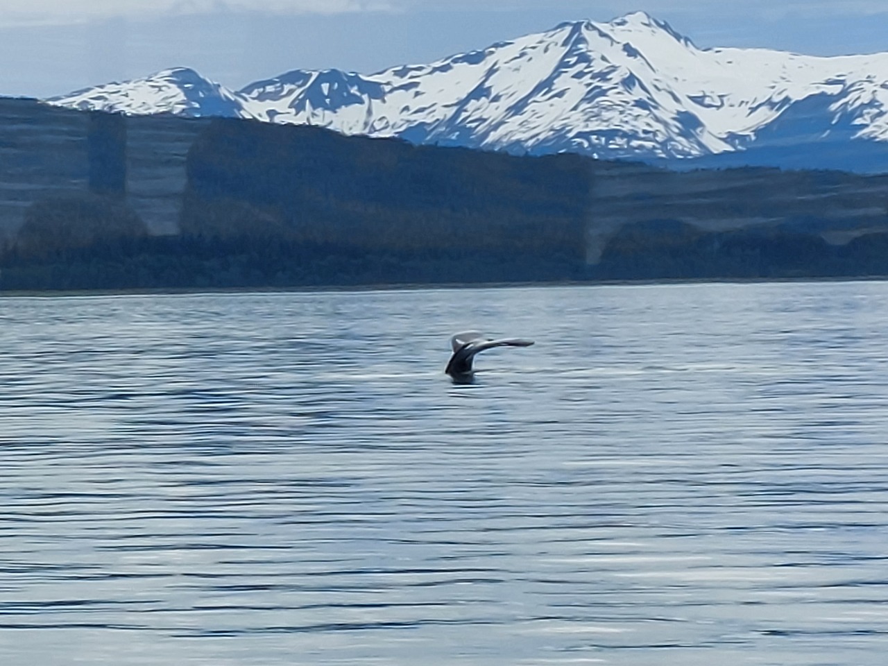 Juneau-57-Whale-watch---tail.jpg