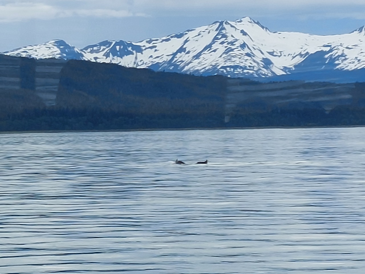 Juneau-58-Whale-watch---tail.jpg