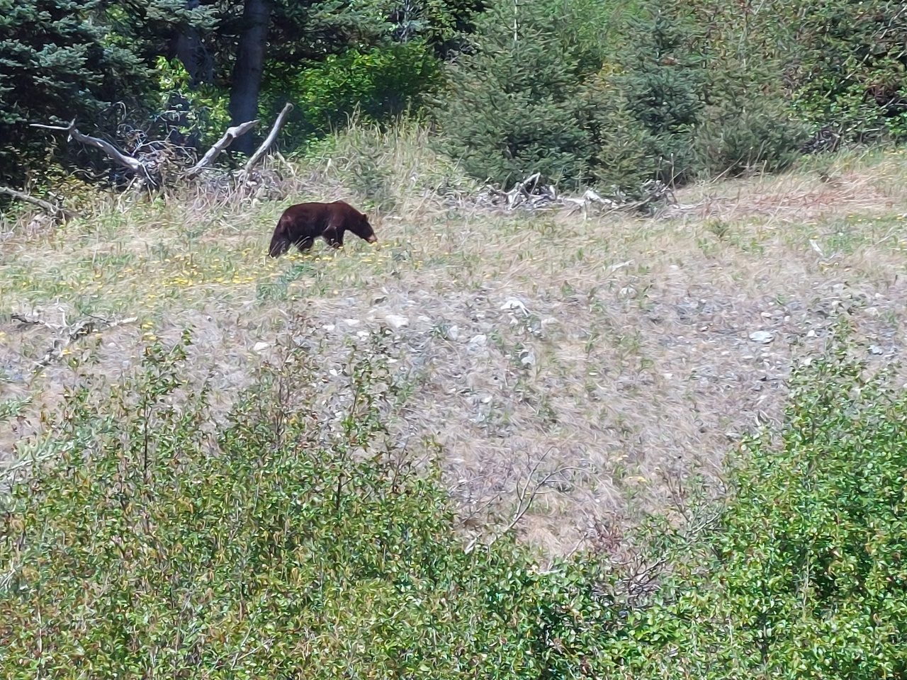 Klondike-Hwy---Bear-eating-dandelions-2.jpg