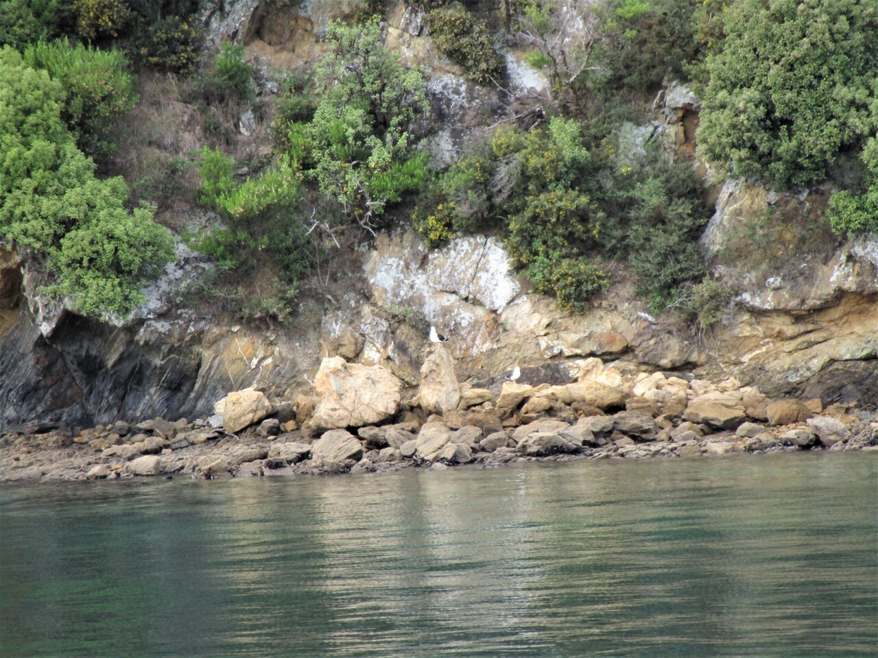 Picton-17-Boat-Ride--birds-on-rock.JPG