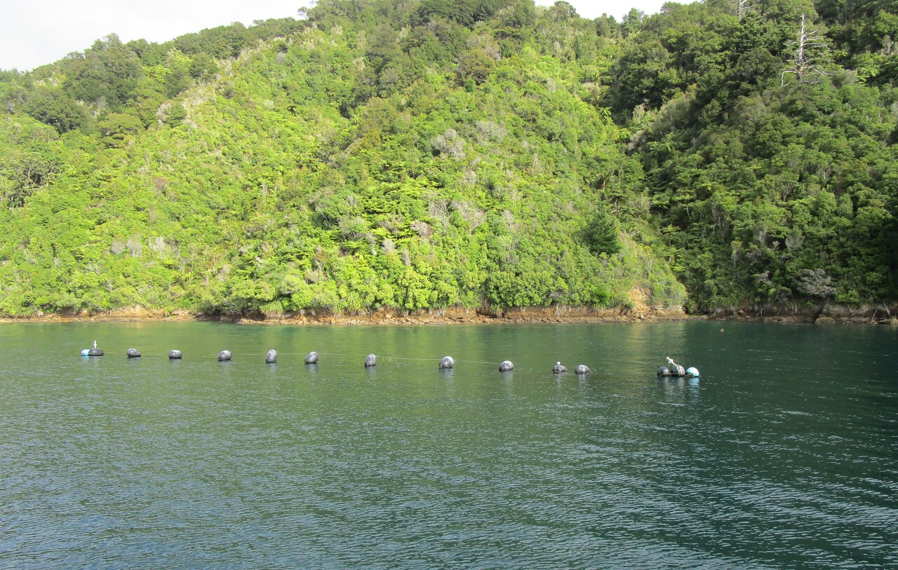 Picton-26--Buoys-to-farm-green-mussels.JPG