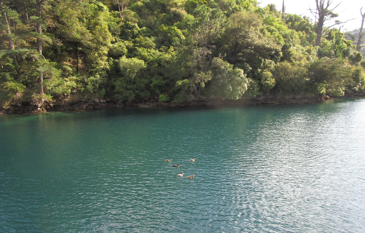 Picton-43-Boat-ride--ducks.JPG