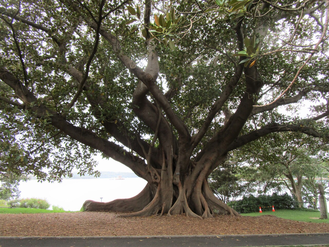 Royal-Botanic-Garden-10b--beautiful-tree.JPG