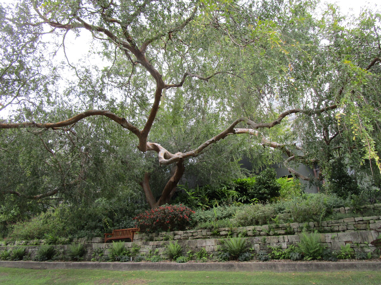Royal-Botanic-Garden-14--beautiful-tree.JPG