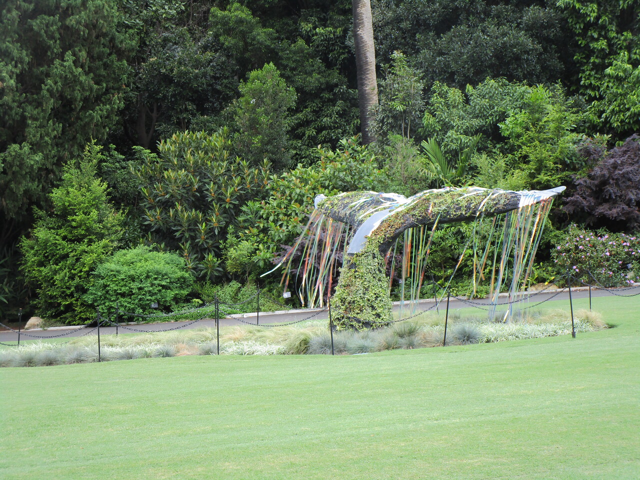 Royal-Botanic-Garden-20--Whale-tail.JPG