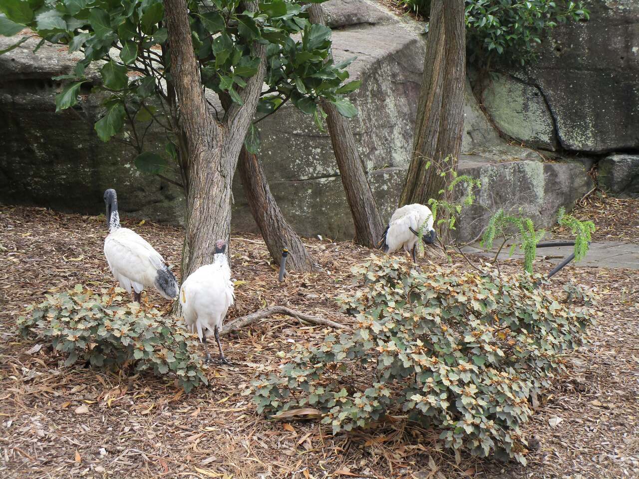 Royal-Botanic-Garden-6--white-birds.jpg