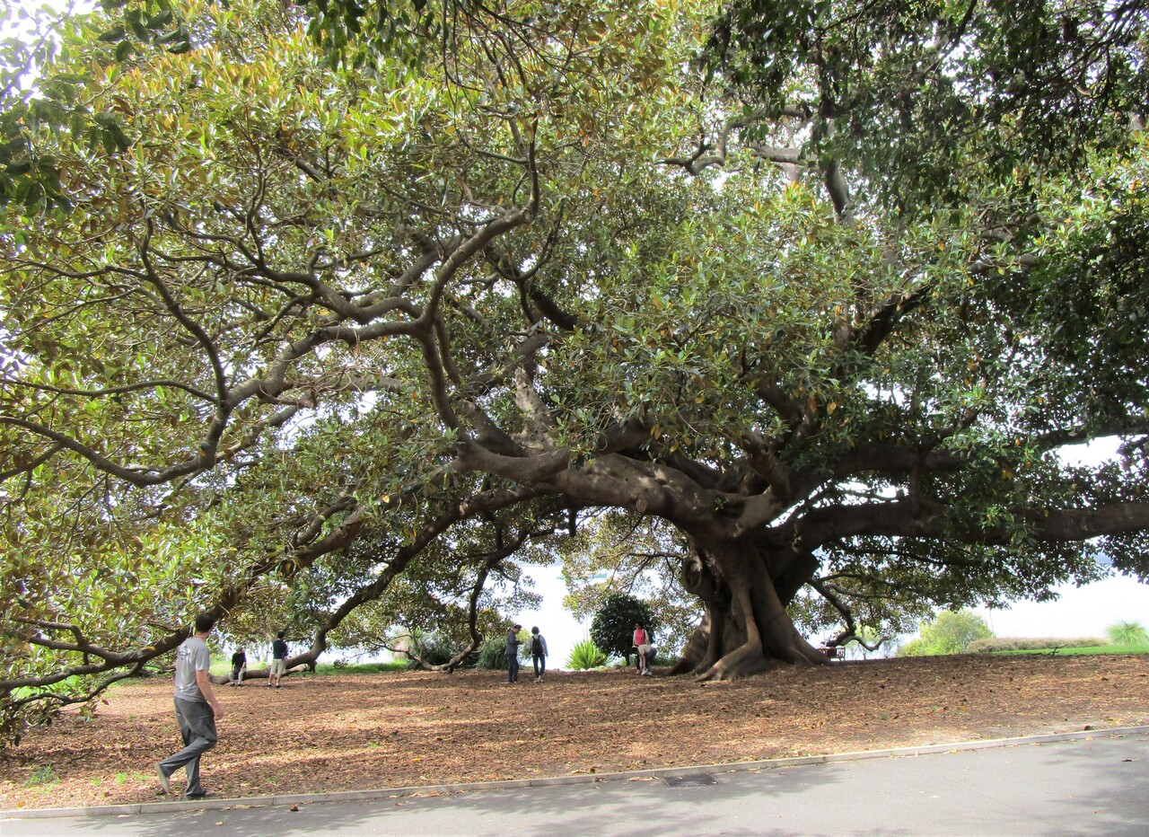 Royal-Botanic-Garden-8--beautiful-tree.JPG