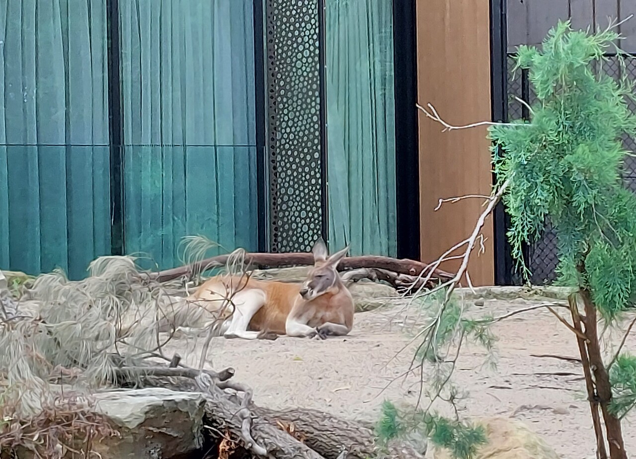 Taronga-Zoo---Red-kangaroo-2-copy.jpg