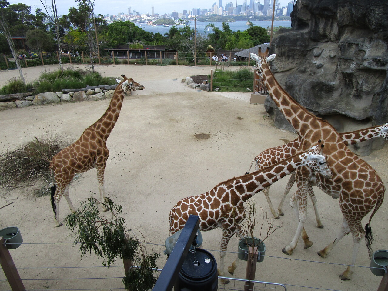 Taronga-Zoo-15---Giraffes.JPG