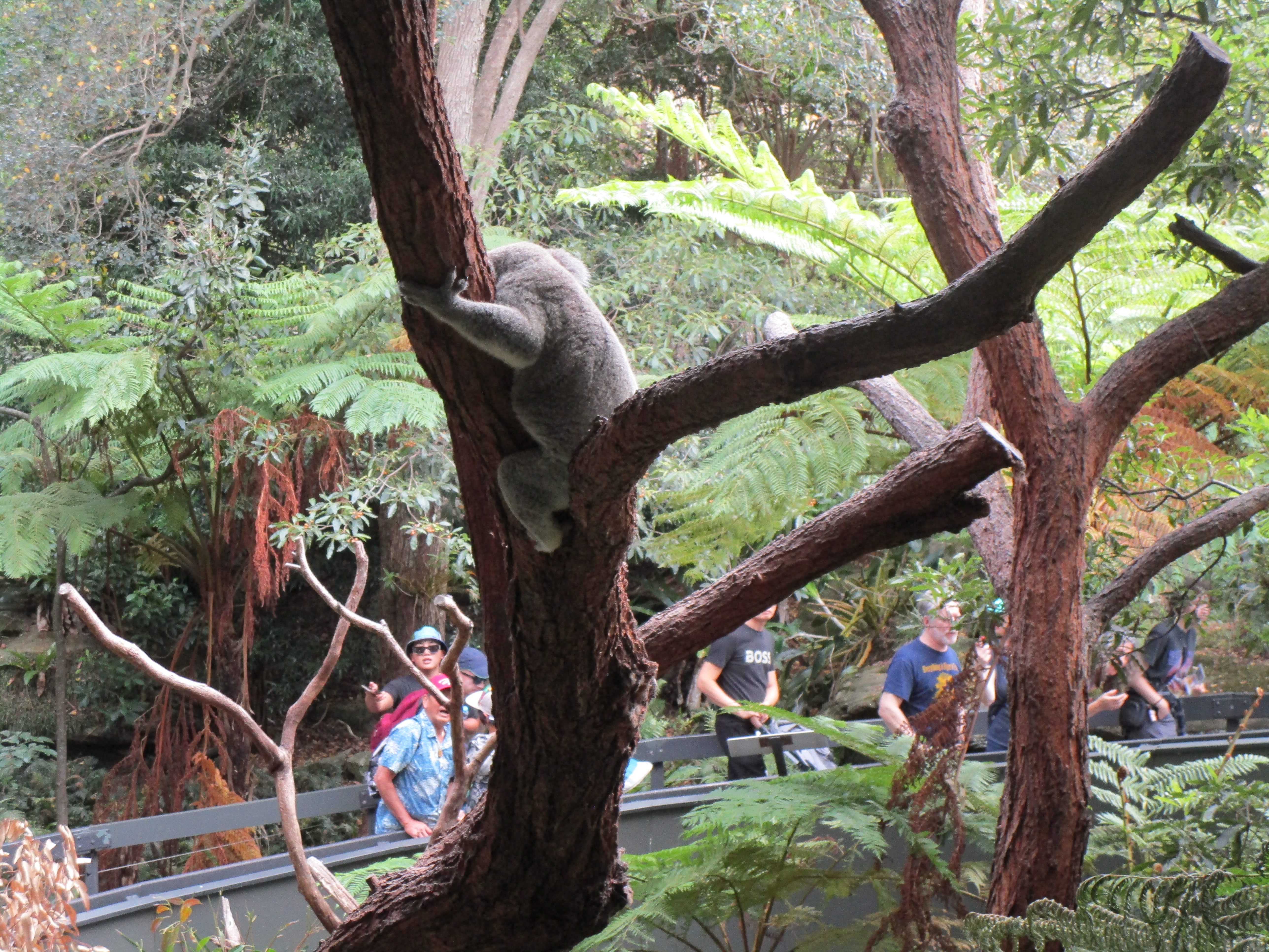 Taronga-Zoo-19---Koala.JPG
