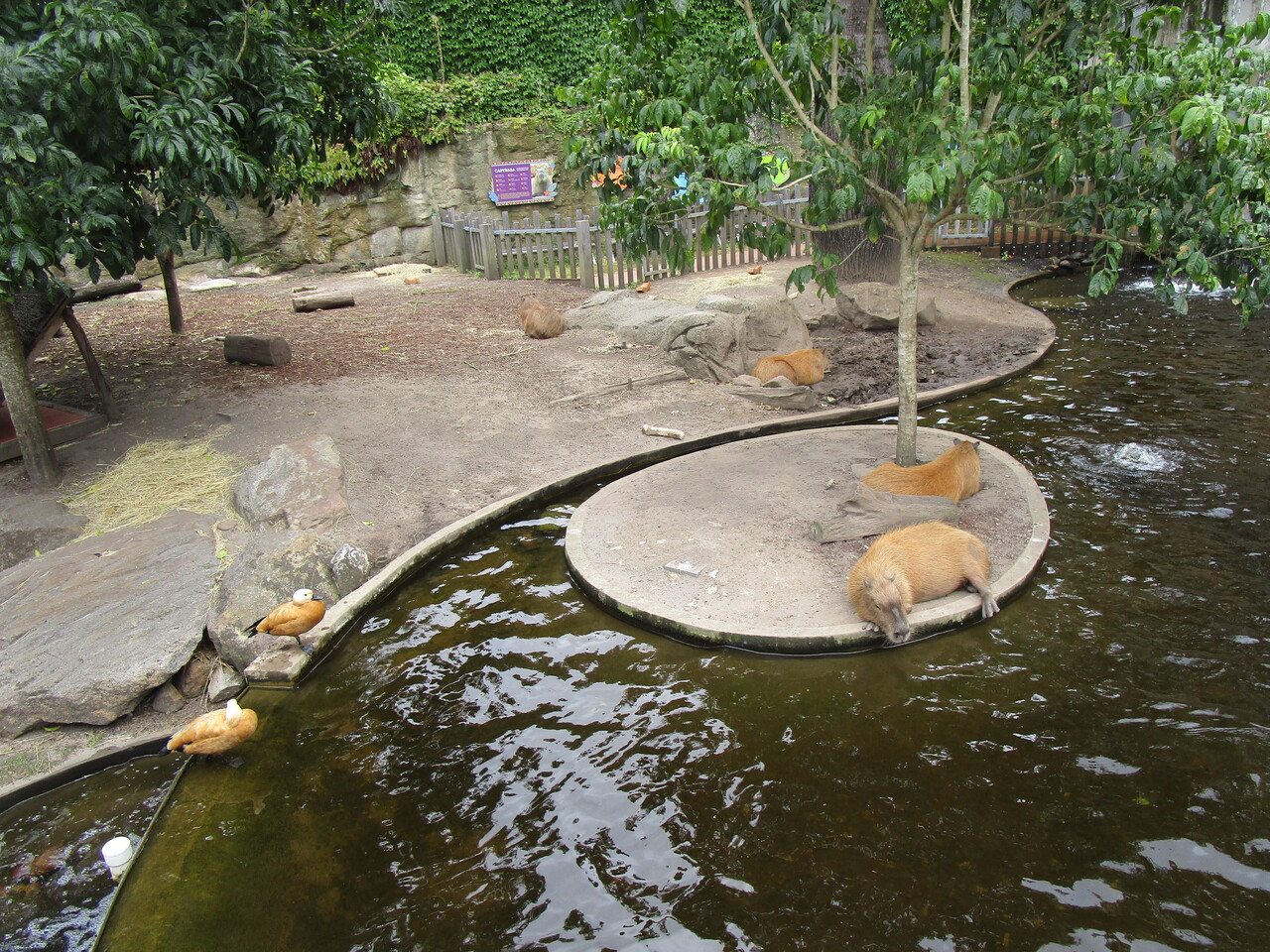 Taronga-Zoo-23---Whistling-Plumed-Duck-with-capybaras.JPG