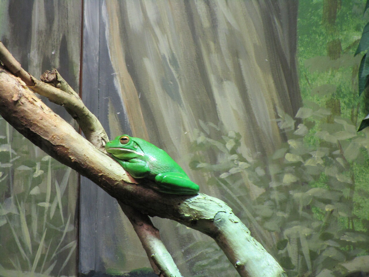 Taronga-Zoo-8---red-eyed-tree-frog.JPG