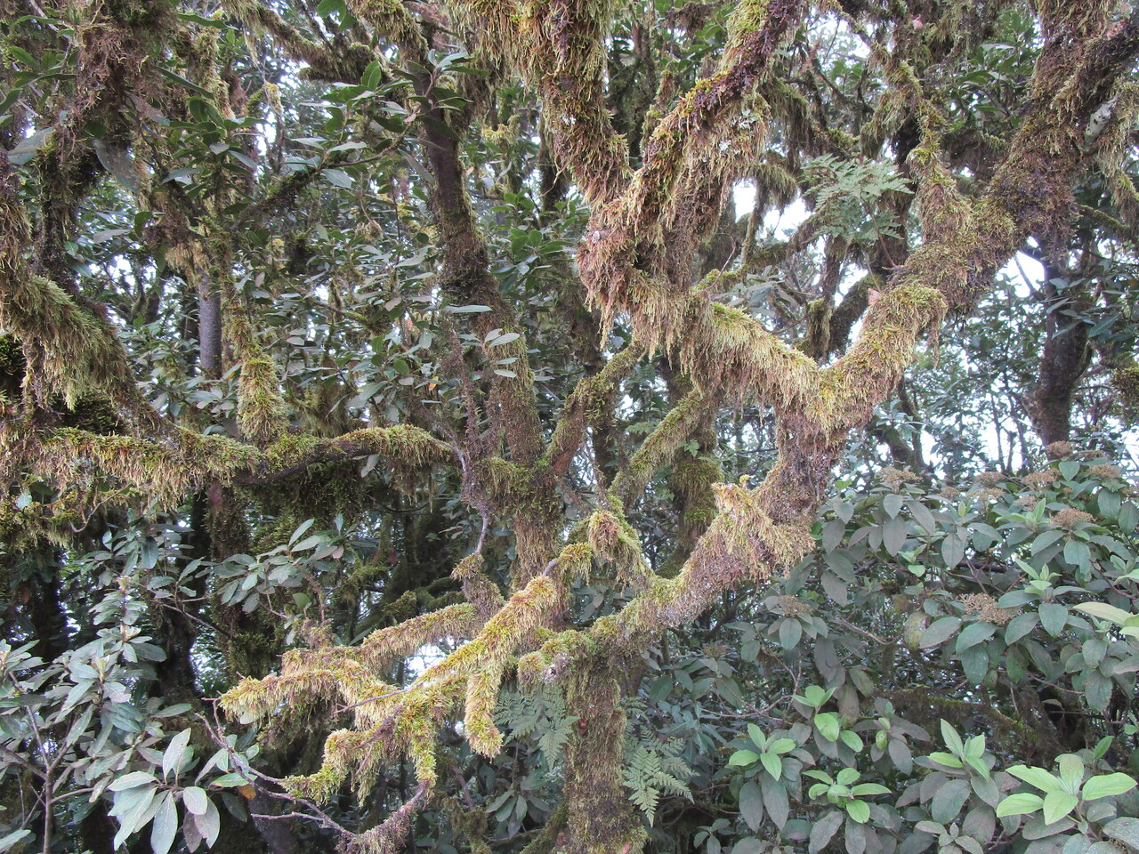 Tenerife-tour-12---Anaga-Mts-La-Jardina.JPG