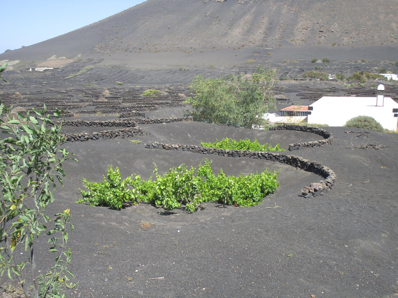 Timafaya-National-Park-56-Bodaga---Vineyard.JPG