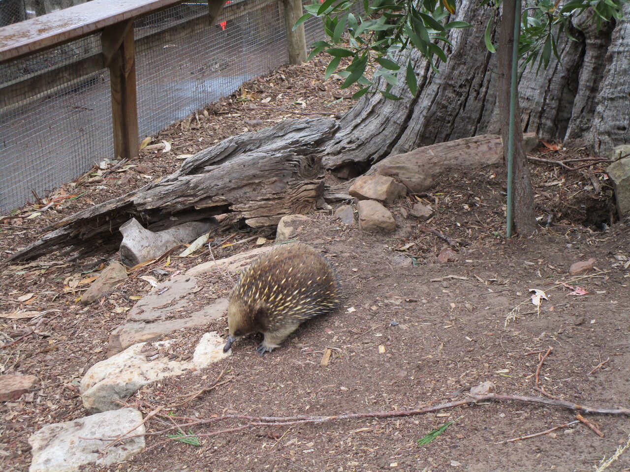 Tour---Bonorong-Wildlife-Refuge----Echidna-3.JPG