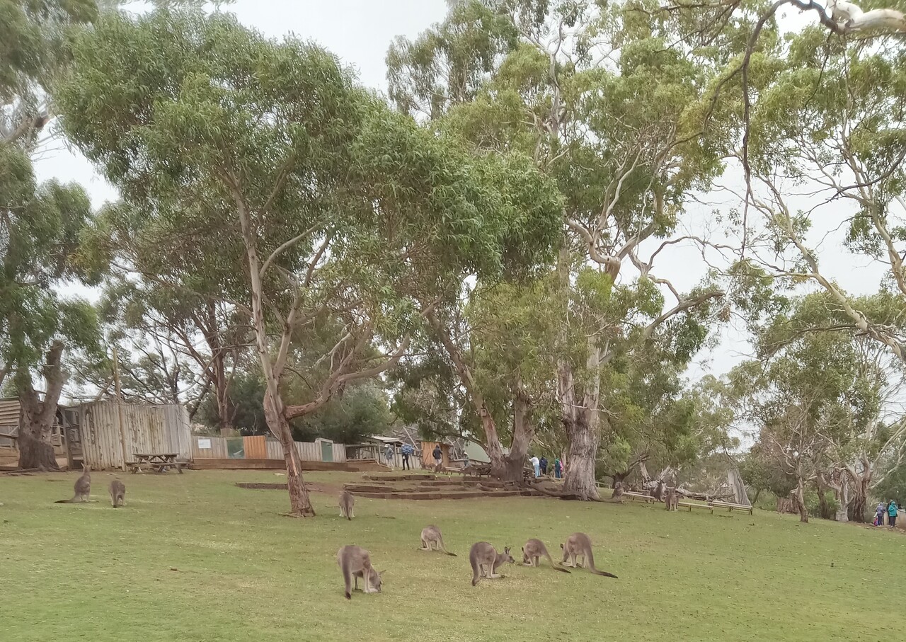 Tour---Bonorong-Wildlife-Refuge----Kangaroo-1.jpg