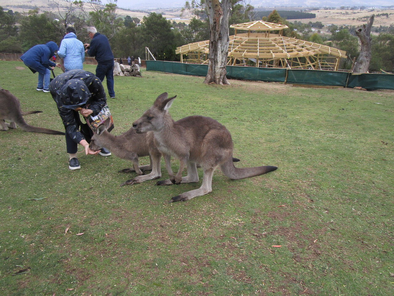 Tour---Bonorong-Wildlife-Refuge----Kangaroo-feed-2.JPG