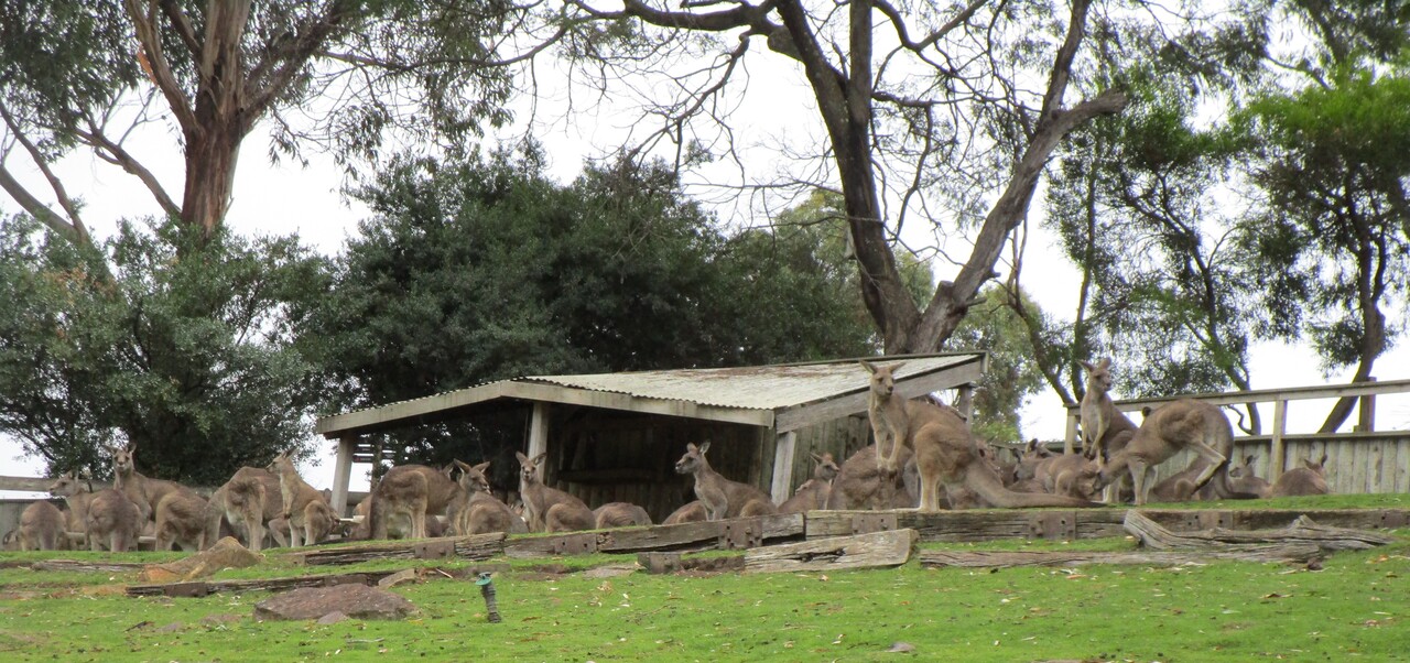 Tour---Bonorong-Wildlife-Refuge----Kangaroos-11--2-.JPG