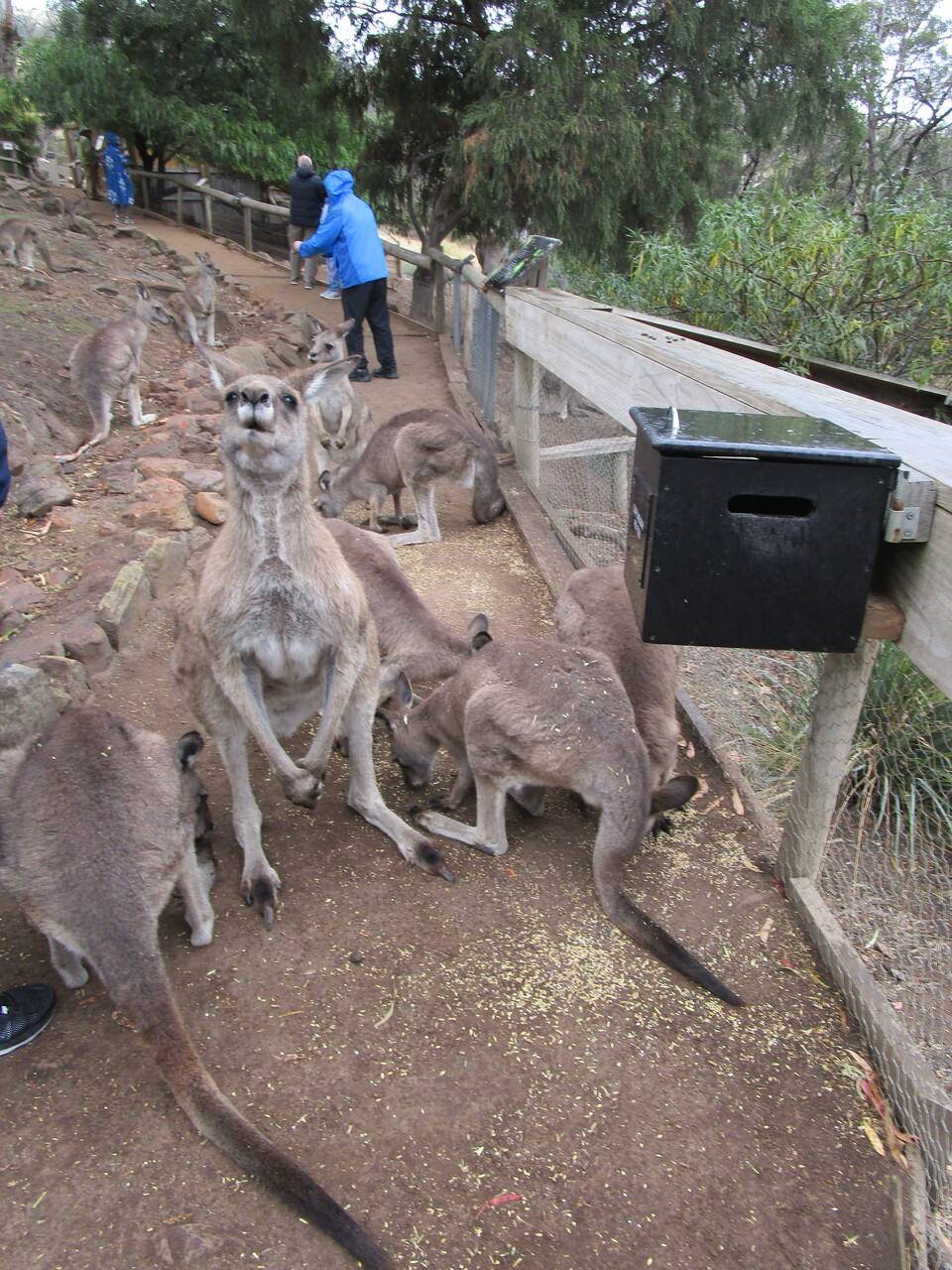 Tour---Bonorong-Wildlife-Refuge----Kangaroos-4.JPG
