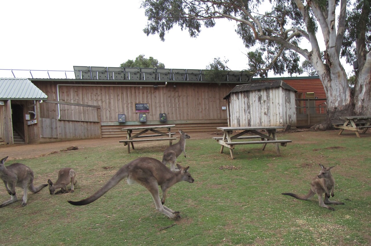 Tour---Bonorong-Wildlife-Refuge----Kangaroos-hop-3--2-.JPG