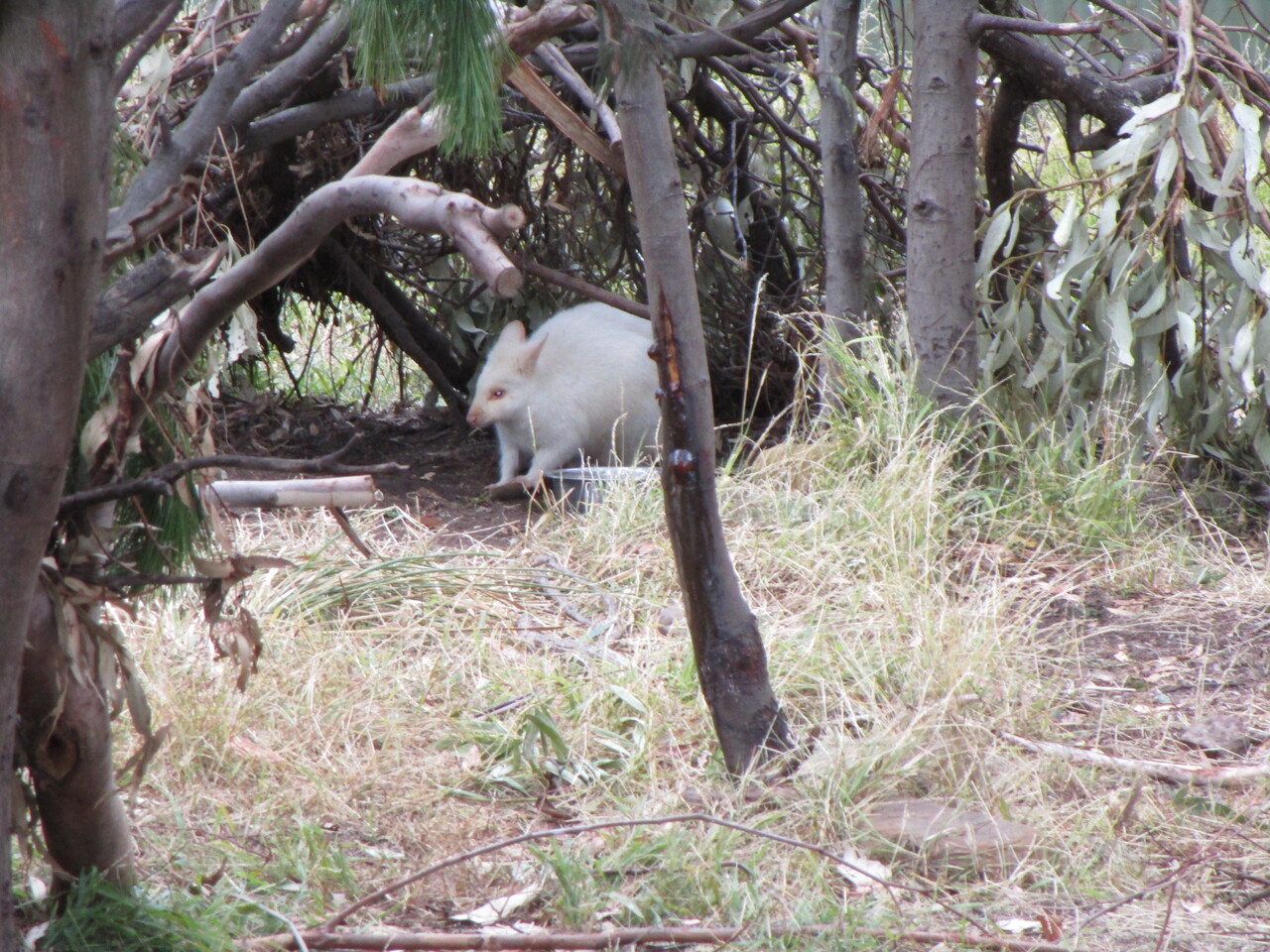 Tour---Bonorong-Wildlife-Refuge---Albino-Pademelon-2.JPG