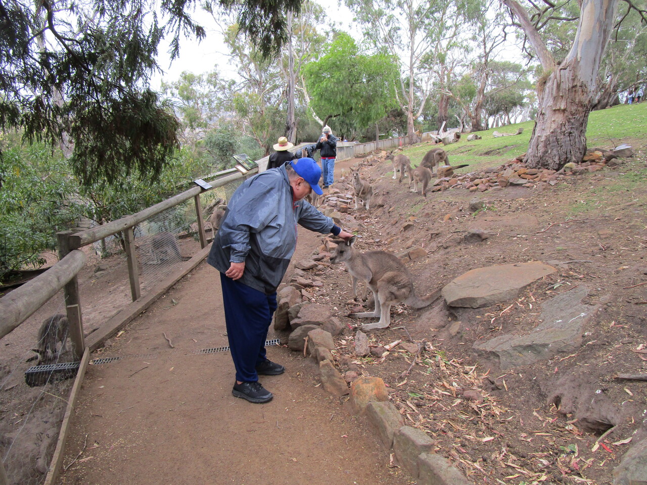 Tour---Bonorong-Wildlife-Refuge---Kangaroos-9-with-John.JPG