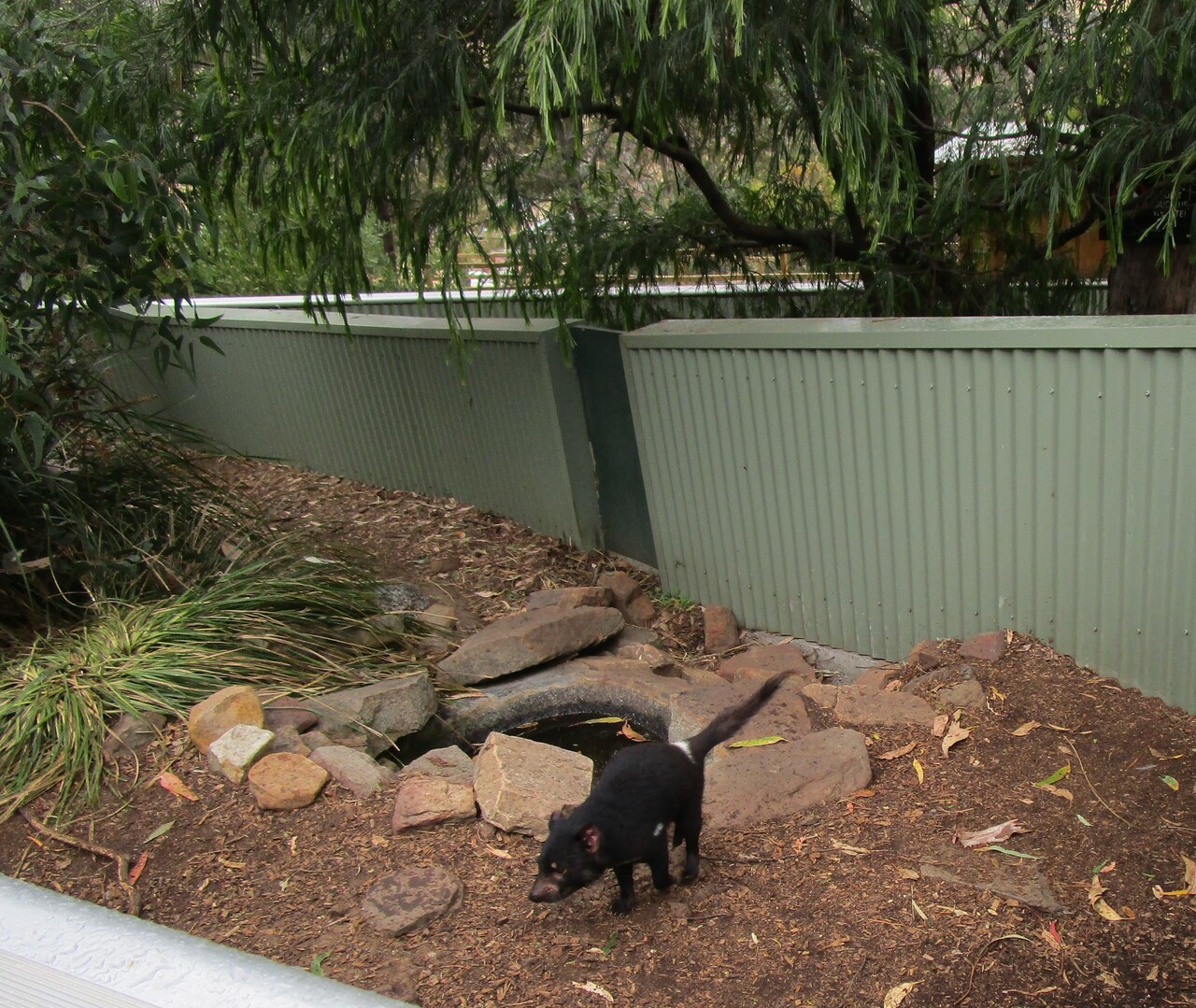 Tour---Bonorong-Wildlife-Refuge---Tasmanian-Devil-3.JPG